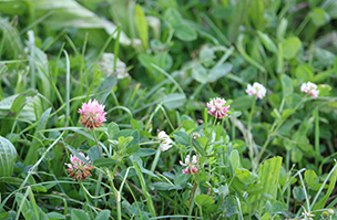 Herbal overseeding mixtures